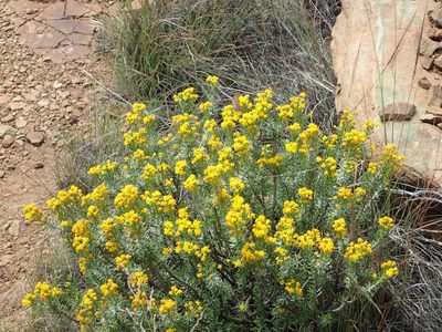 Euryops floribundus, photographed by Nicola van Berkel