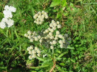 Achillea alpina, photographed by Erin Springinotic
