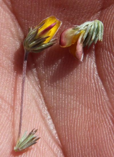 Aspalathus longipes, photographed by Tony Rebelo