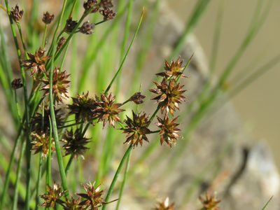 Juncus nodosus, photographed by Erin Springinotic