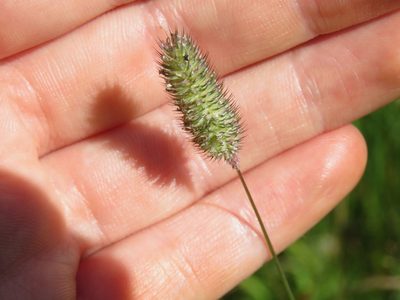 Phleum alpinum, photographed by Erin Springinotic