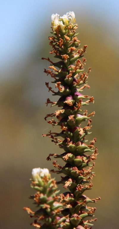 Chenopodiopsis hirta, photographed by Tony Rebelo