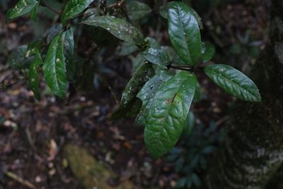 Triunia youngiana, photographed by Greg Tasney