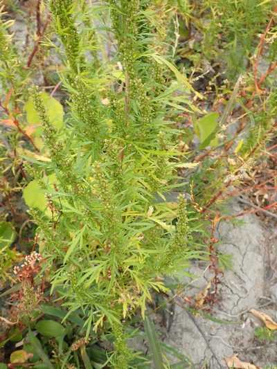 Artemisia biennis, photographed by Mary Krieger