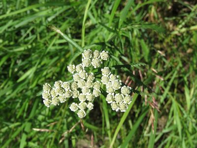Achillea alpina, photographed by Erin Springinotic
