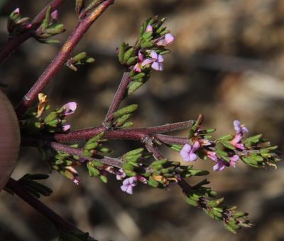 Muraltia rhamnoides, photographed by Tony Rebelo