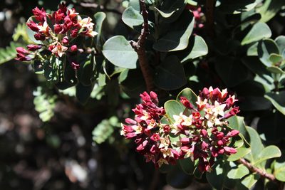 Santalum haleakalae, photographed by Alec McClay