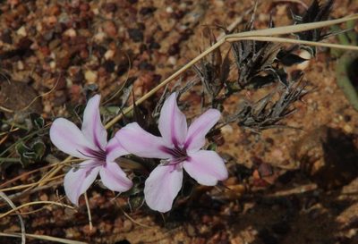 Barleria pungens, photographed by Tony Rebelo