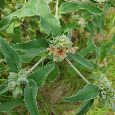 Croton lindheimeri, photographed by Laura Gaudette