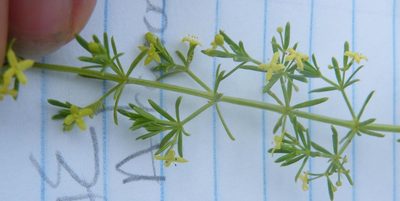 Galium capense, photographed by Antoinette Eyssell Knox