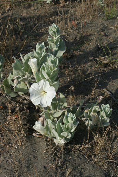 Convolvulus persicus, photographed by Oleg Kosterin