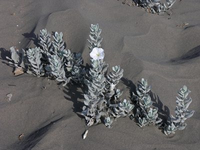 Convolvulus persicus, photographed by Oleg Kosterin