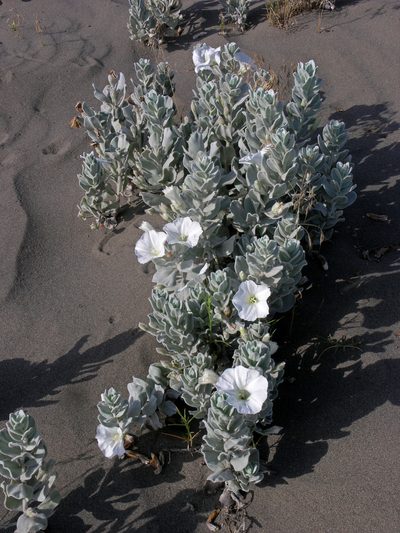 Convolvulus persicus, photographed by Oleg Kosterin