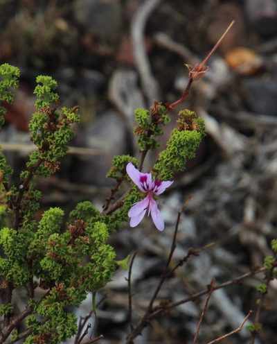 Pelargonium crispum, photographed by Tony Rebelo
