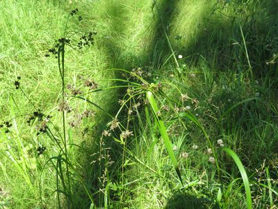 Scirpus microcarpus, photographed by Erin Springinotic