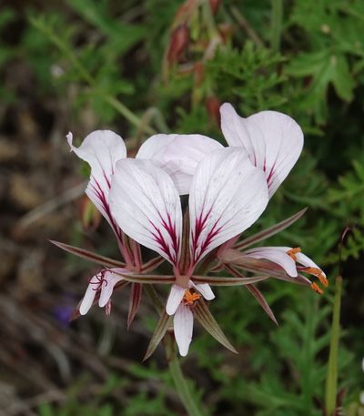 Pelargonium longicaule, photographed by desertnaturalist