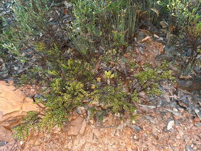 Acacia acinacea, photographed by spacegecko