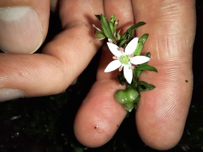 Rhytidosporum procumbens, photographed by spacegecko