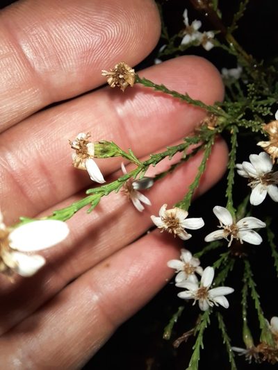 Olearia teretifolia, photographed by spacegecko
