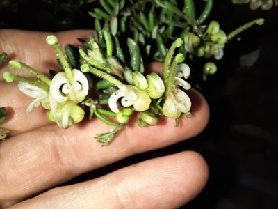 Grevillea alpina, photographed by spacegecko