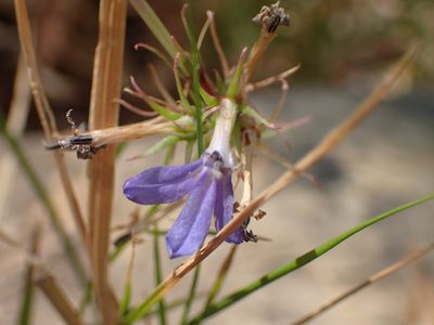 Palmerella debilis, photographed by George Williams