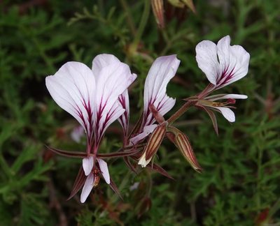 Pelargonium longicaule, photographed by desertnaturalist