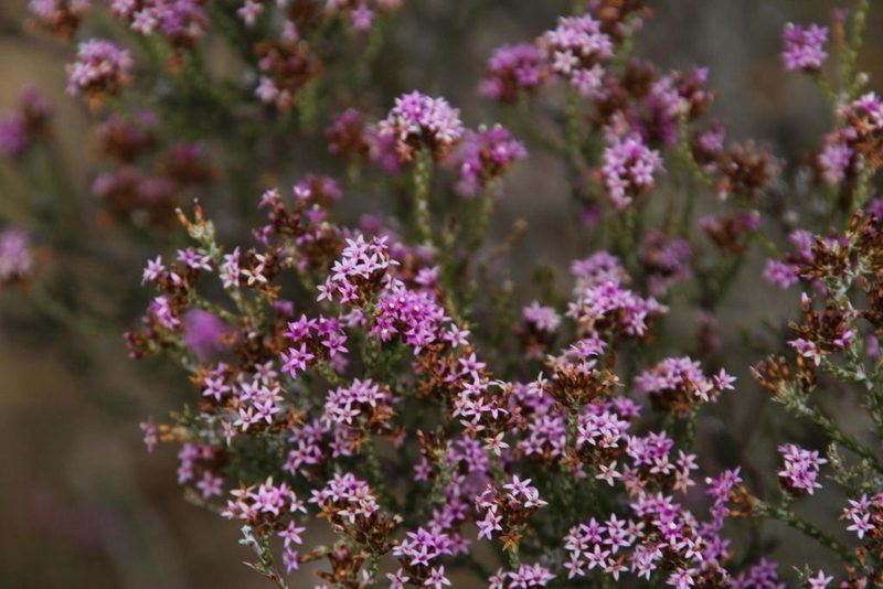 Stoebe rugulosa, photographed by Tony Rebelo