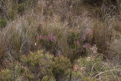 Stoebe rugulosa, photographed by Tony Rebelo