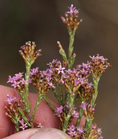 Stoebe rugulosa, photographed by Tony Rebelo