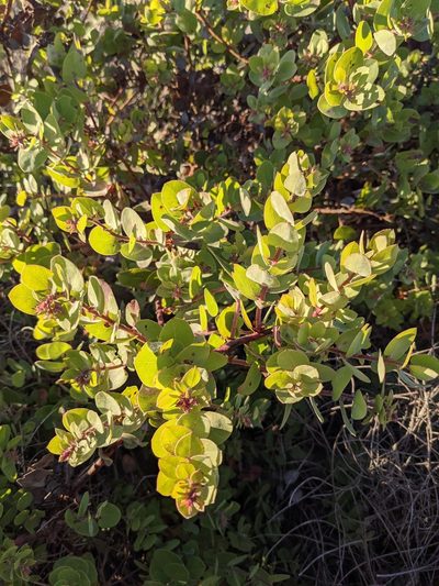 Arctostaphylos morroensis, photographed by Trevor Van Loon