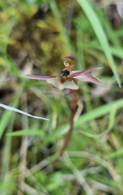 Chiloglottis trapeziformis, photographed by Gayl Sullivan