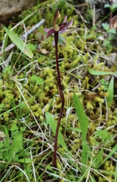 Chiloglottis trapeziformis, photographed by Gayl Sullivan