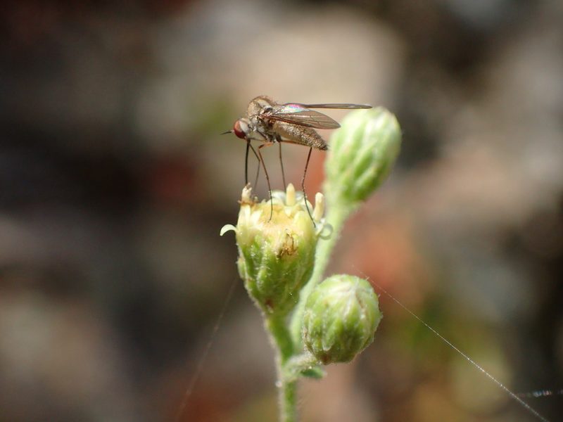 Baccharis plummerae, photographed by George Williams