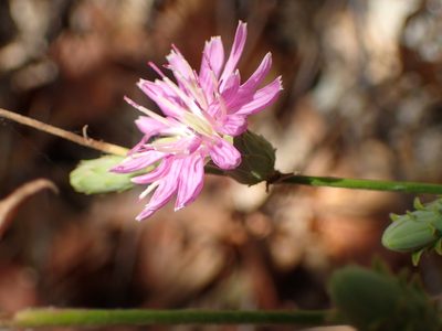 Stephanomeria cichoriacea, photographed by George Williams