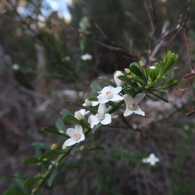 Philotheca virgata, photographed by Cowirrie