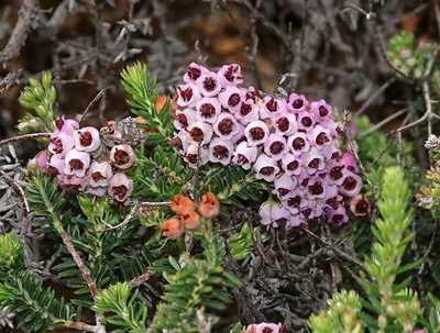 Erica strigosa, photographed by desertnaturalist