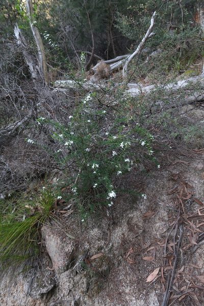 Philotheca virgata, photographed by Cowirrie