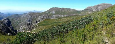 Protea lacticolor, photographed by Chris Vynbos