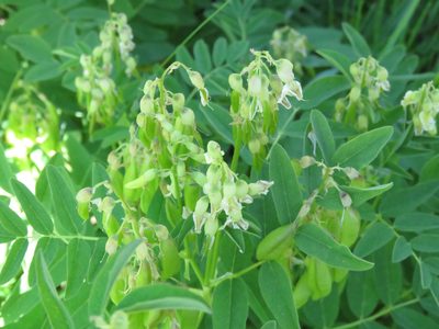 Astragalus americanus, photographed by Erin Springinotic