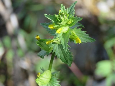 Rhinanthus groenlandicus, photographed by Erin Springinotic