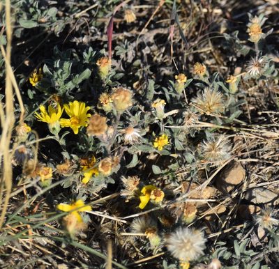 Chrysopsis villosa, photographed by Eric Lamb