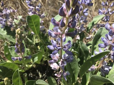 Lupinus diffusus, photographed by eastm