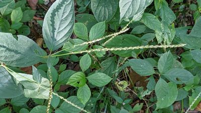Achyranthes bidentata, photographed by Erin Lalime