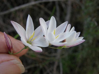 Geissorhiza inflexa, photographed by Klaus Wehrlin