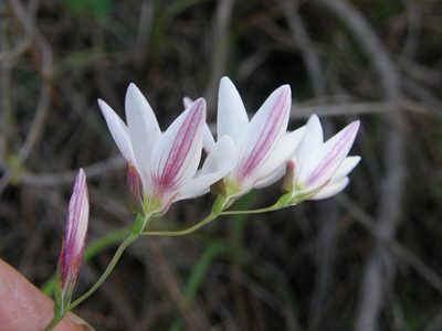 Geissorhiza inflexa, photographed by Klaus Wehrlin