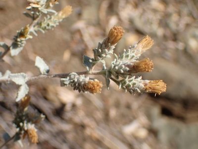 Brickellia nevinii, photographed by George Williams