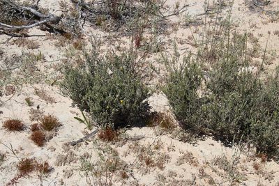 Aspalathus quinquefolia, photographed by Tony Rebelo