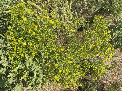 Gutierrezia dracunculoides, photographed by lejones417