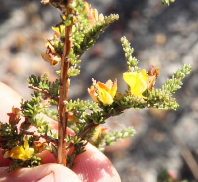 Aspalathus wurmbeana, photographed by Tony Rebelo