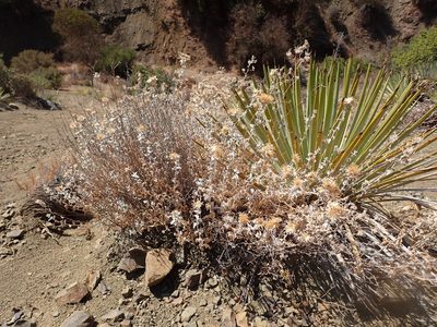 Brickellia nevinii, photographed by George Williams